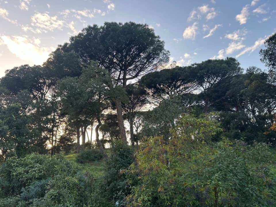 Terrain - Terrain à bâtir Sainte-Maxime (83120) à Sainte-Maxime (83), prix 439 900 €