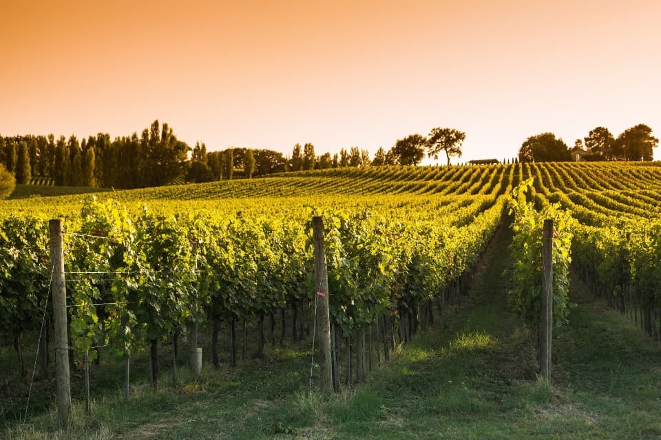 Terrain - Terrain à bâtir Sainte-Colombe (17210) à Sainte-Colombe (17), prix 42 000 €