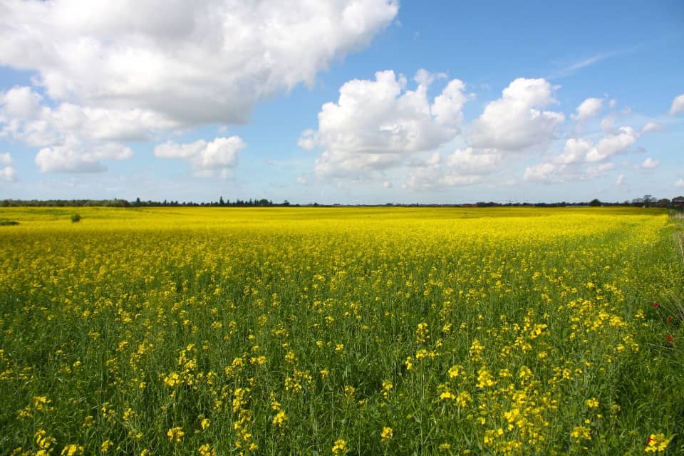 Terrain - Terrain à bâtir Saint-Médard (17500) à Saint-Médard (17), prix 25 000 €