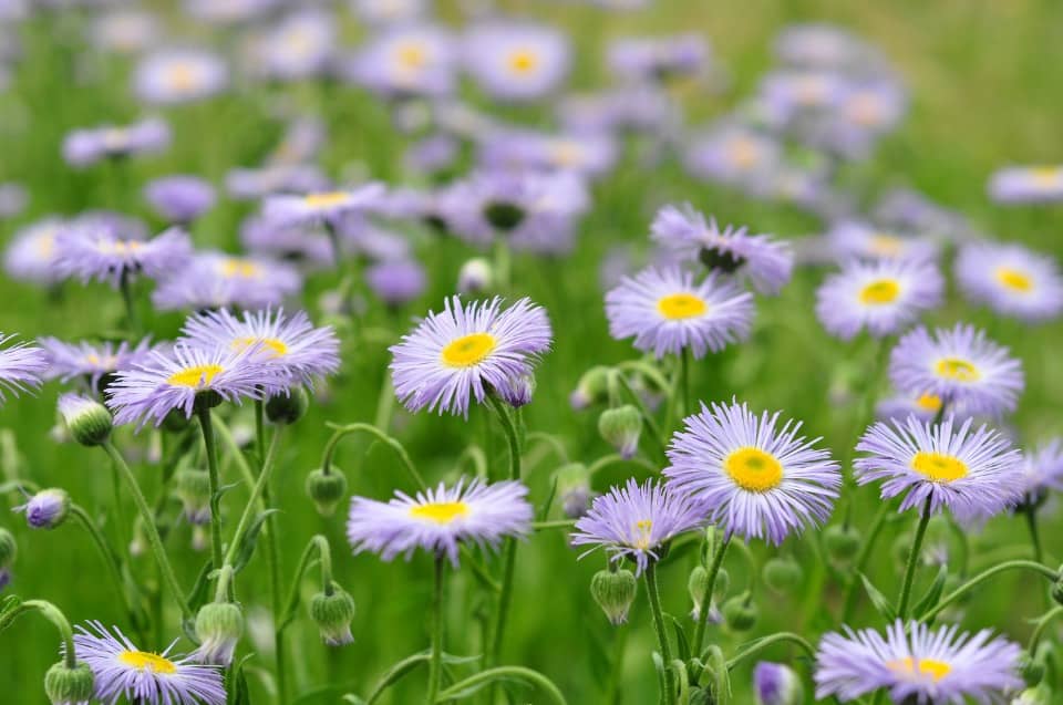 Terrain - Terrain à bâtir Bussac-Forêt (17210) à Bussac-Forêt, prix 40 000 €