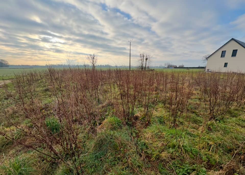 Maison neuve - Terrain à bâtir Auzebosc (76190) à Auzebosc (76), prix 268 825 €