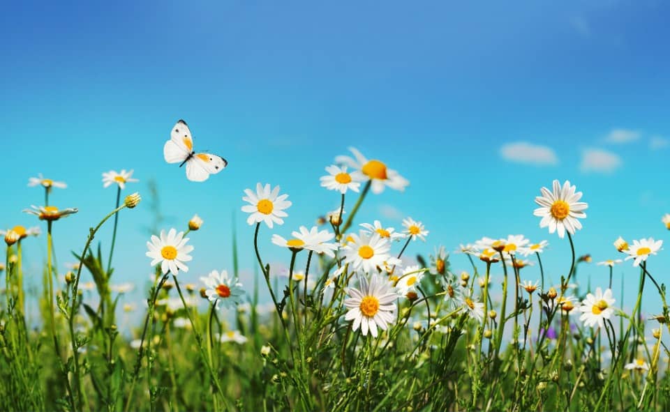 Terrain - Terrain à bâtir Saubrigues (40230) à Saubrigues (40), prix 170 000 €