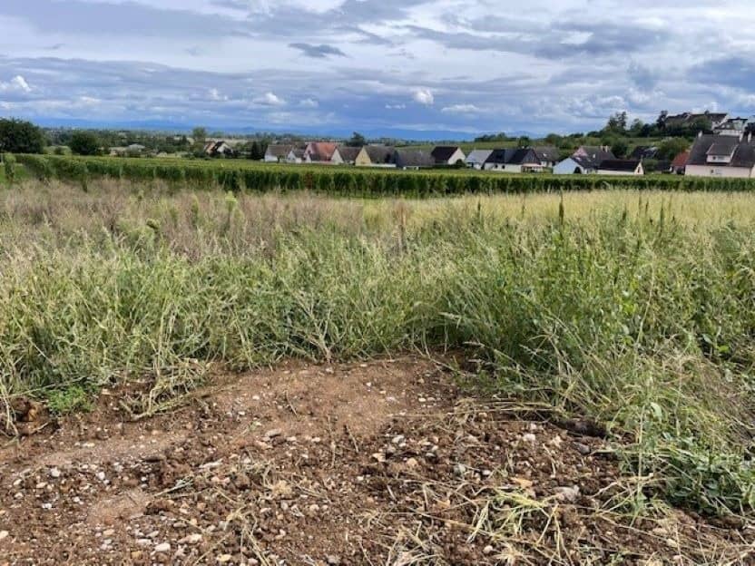 Terrain - Terrain à bâtir Beblenheim (68980) à Beblenheim, prix 133 000 €