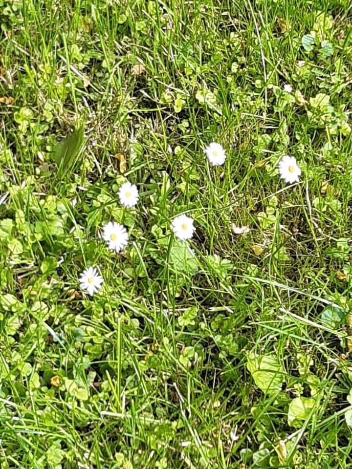 Terrain - Terrain à bâtir Steinsoultz (68640) à Steinsoultz, prix 144 000 €