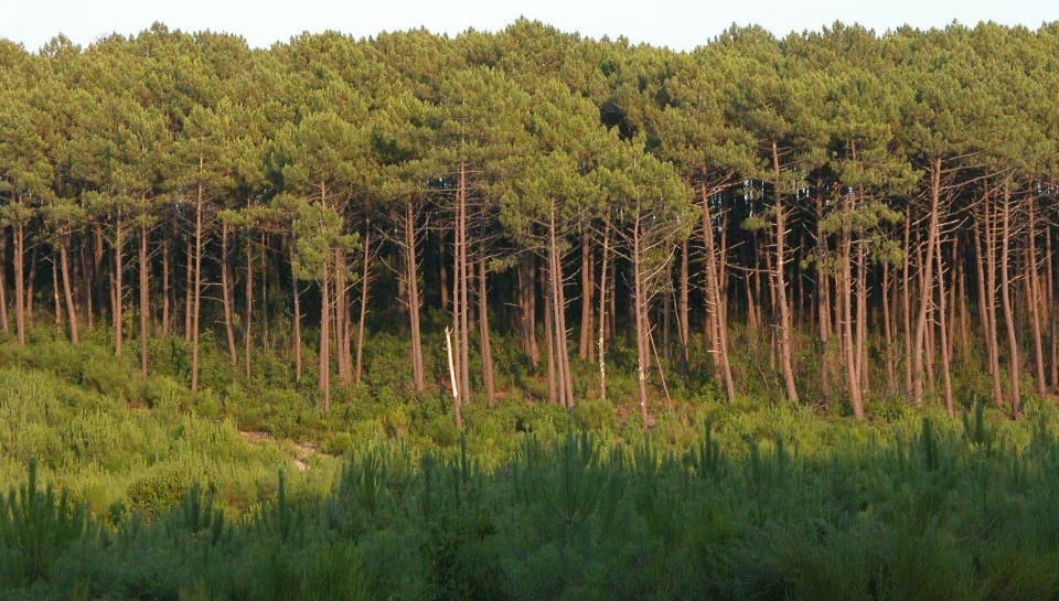 Terrain - Terrain à bâtir Casteljaloux (47700) à Casteljaloux (47), prix 50 000 €