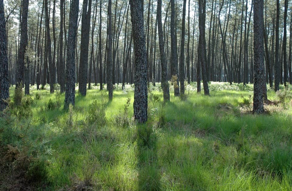 Terrain - Terrain à bâtir Damazan (47160) à Damazan (47), prix 36 000 €