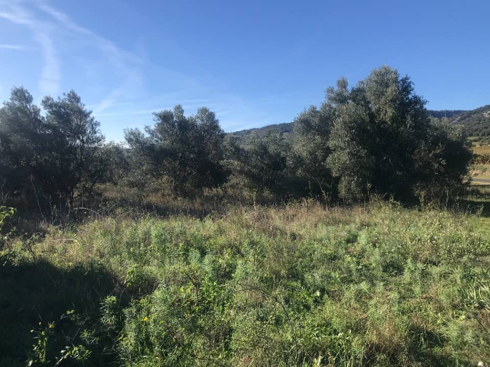 Terrain - Terrain à bâtir Saint-Pargoire (34230) à Saint-Pargoire (34), prix 110 000 €