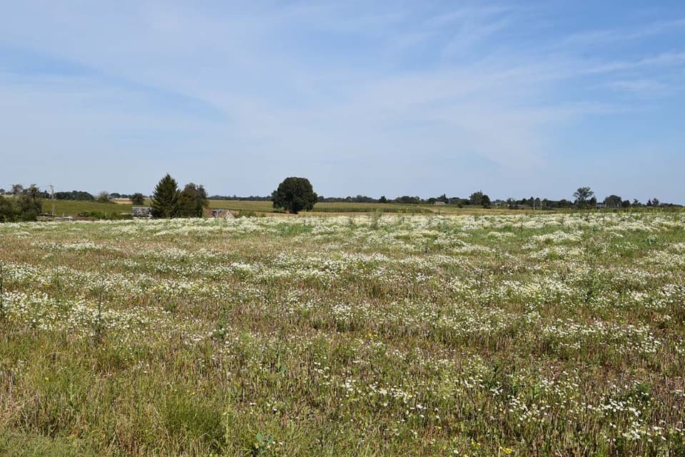 Terrain - Terrain à bâtir Saint-Nicolas-de-Bliquetuit (76940) à Saint-Nicolas-de-Bliquetuit (76), prix 55 000 €