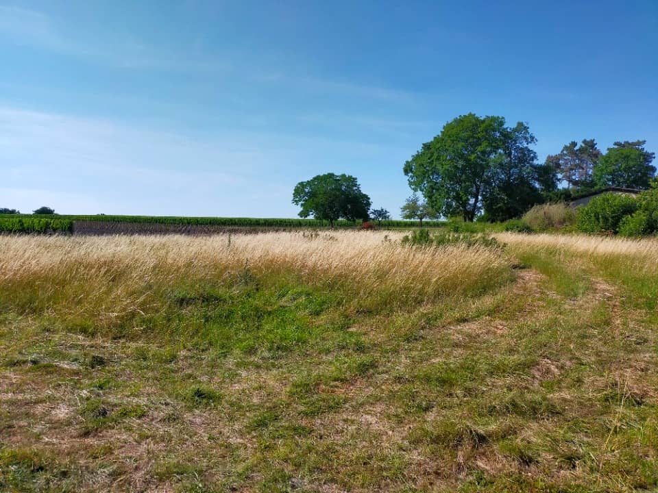 Terrain - Terrain à bâtir Segonzac (16130) à Segonzac (16), prix 38 900 €