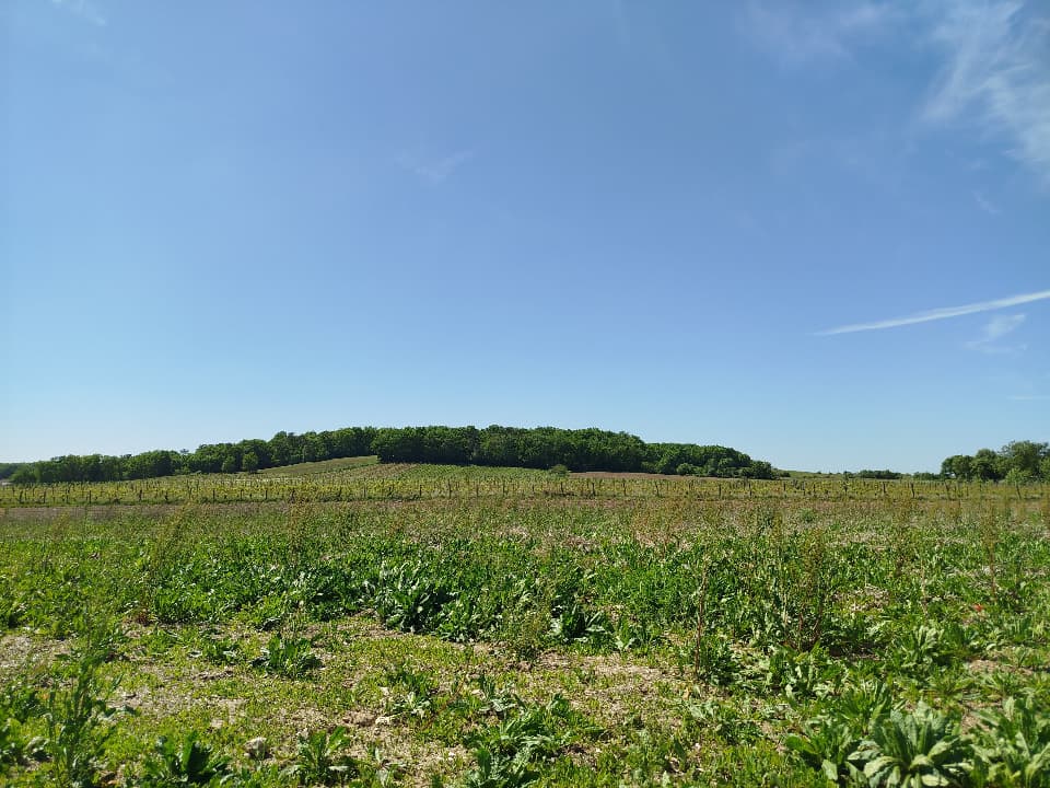 Terrain - Terrain à bâtir Sigoulès-et-Flaugeac (24240) à Sigoulès-et-Flaugeac (24), prix 42 405 €