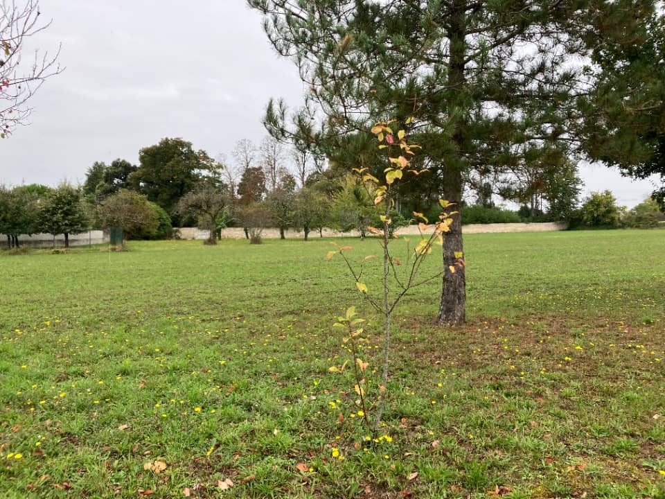 Terrain - Terrain à bâtir Hiersac (16290) à Hiersac (16), prix 55 000 €