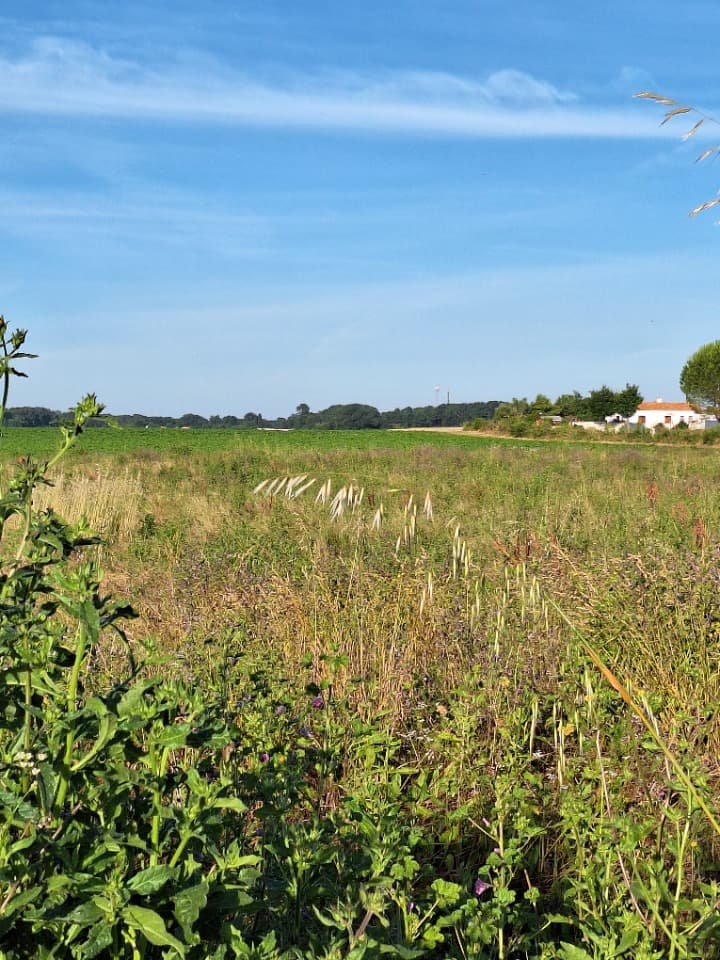 Terrain - Terrain à bâtir () à Mornac-sur-Seudre (17), prix 99 000 €
