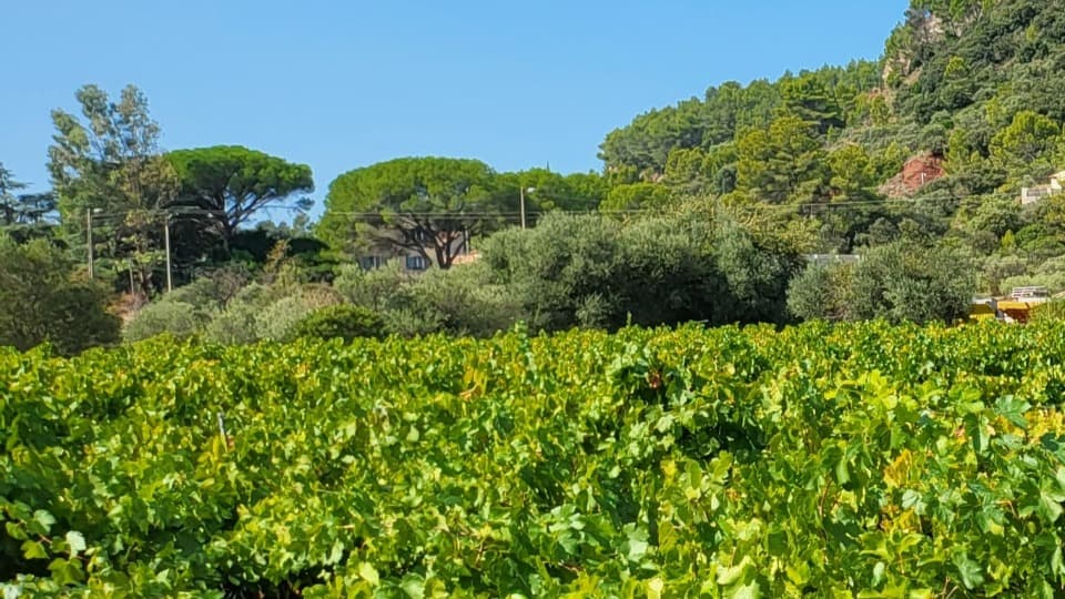 Terrain - Terrain à bâtir Gonfaron (83590) à Gonfaron (83), prix 79 000 €