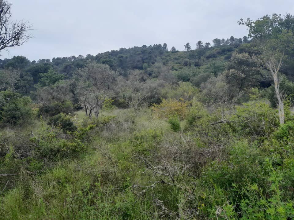 Terrain - Terrain à bâtir Camps-la-Source (83170) à Camps-la-Source (83), prix 160 000 €