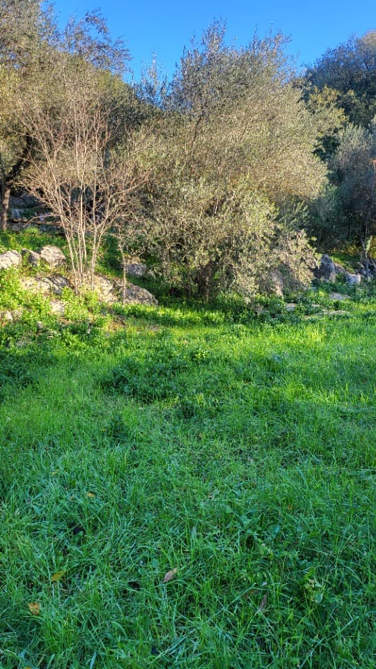 Terrain - Terrain à bâtir Camps-la-Source (83170) à Camps-la-Source (83), prix 121 000 €