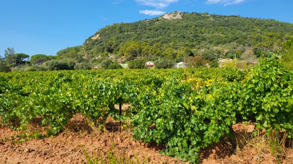 Terrain - Terrain à bâtir Gonfaron (83590) à Gonfaron (83), prix 120 000 €