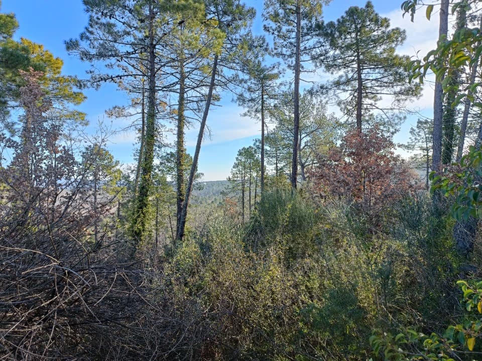 Terrain - Terrain à bâtir Saint-Paul-en-Forêt (83440) à Saint-Paul-en-Forêt (83), prix 170 000 €
