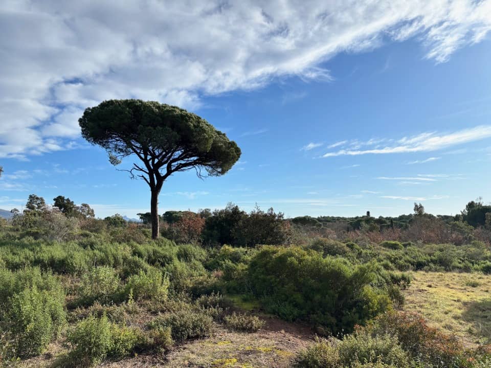 Terrain - Terrain à bâtir Puget-sur-Argens (83480) à Puget-sur-Argens (83), prix 250 000 €