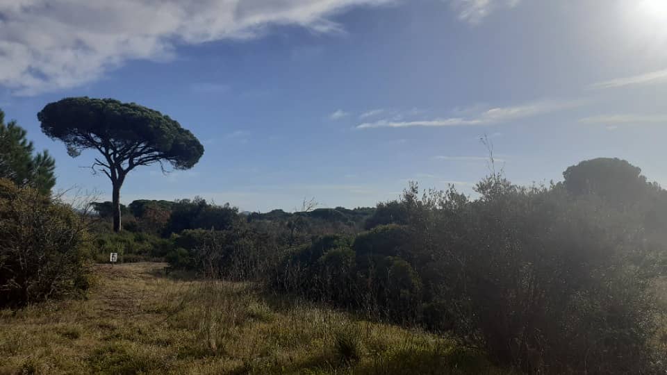 Terrain - Terrain à bâtir Puget-sur-Argens (83480) à Puget-sur-Argens (83), prix 280 000 €