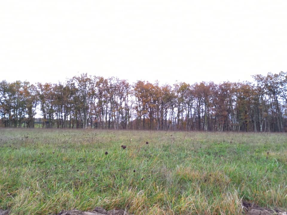 Terrain - Terrain à bâtir Montdurausse (81630) à Montdurausse, prix 54 000 €