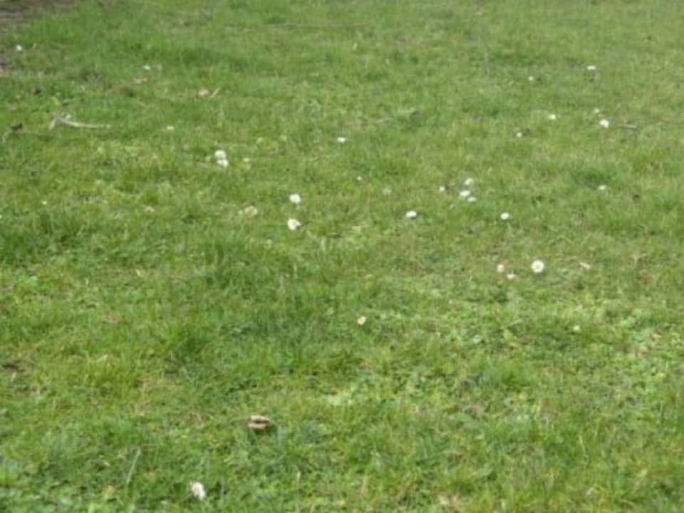 Terrain - Terrain à bâtir Saint-Côme (33430) à Saint-Côme, prix 55 500 €