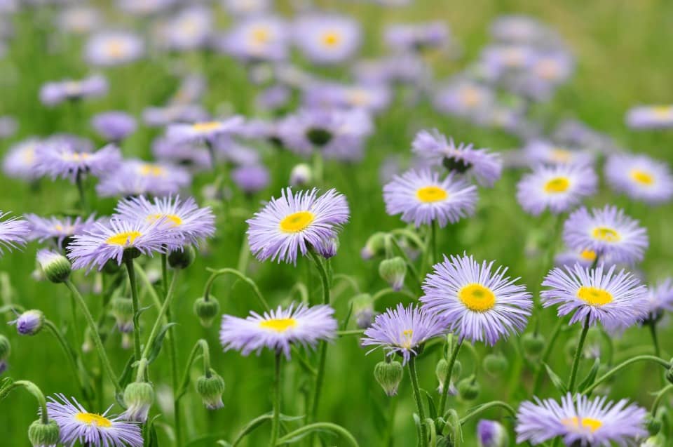 Terrain - Terrain à bâtir Martillac (33650) à Martillac (33), prix 155 000 €