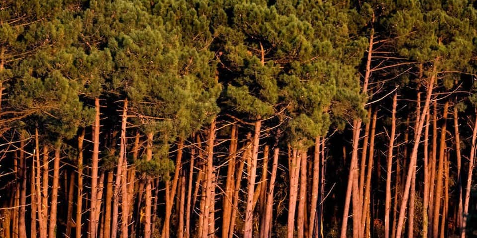 Terrain - Terrain à bâtir Arès (33740) à Arès (33), prix 550 000 €