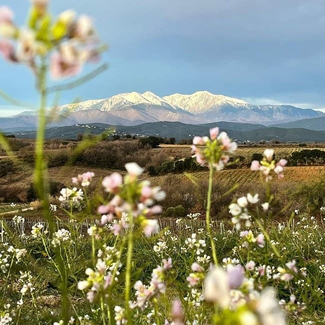 Terrain - Terrain à bâtir Vinça (66320) à Vinça (66), prix 82 000 €