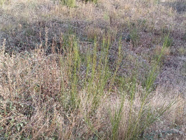 Terrain - Terrain à bâtir Castelnou (66300) à Castelnou (66), prix 218 000 €