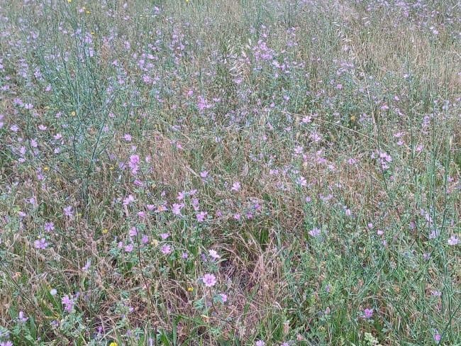 Terrain - Terrain à bâtir Toulouges (66350) à Toulouges (66), prix 290 000 €