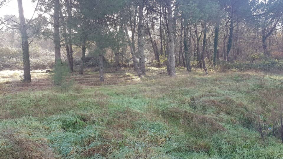 Terrain - Terrain à bâtir Le Taillan-Médoc (33320) à Le Taillan-Médoc (33), prix 165 000 €