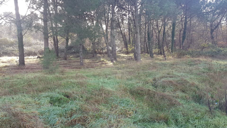 Terrain - Terrain à bâtir Le Taillan-Médoc (33320) à Le Taillan-Médoc (33), prix 165 000 €