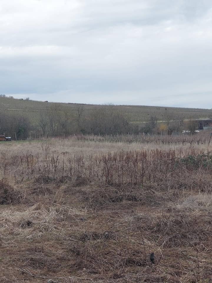 Terrain - Terrain à bâtir Ribeauvillé (68150) à Ribeauvillé, prix 126 280 €