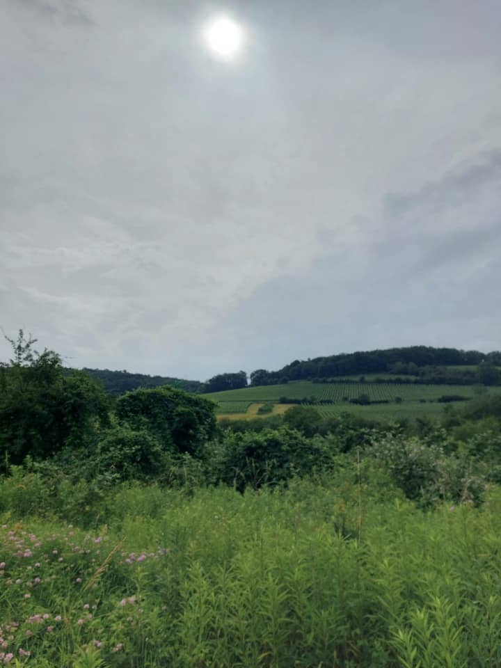 Terrain - Terrain à bâtir Obernai (67210) à Obernai, prix 132 000 €