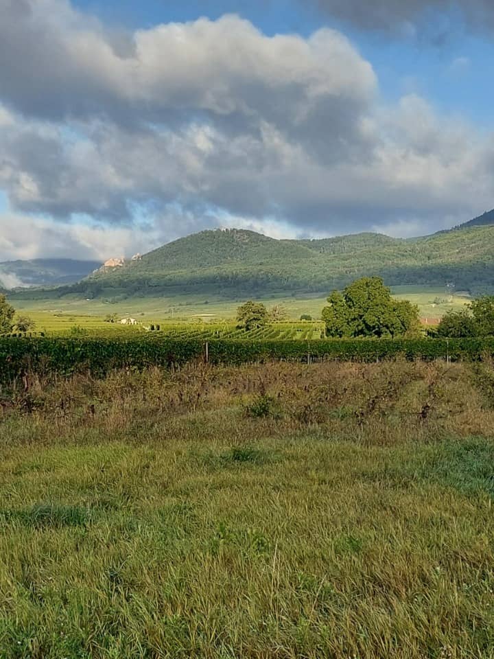 Terrain - Terrain à bâtir Ribeauvillé (68150) à Ribeauvillé, prix 180 500 €