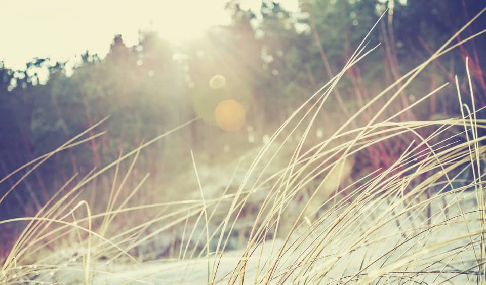 Terrain - Terrain à bâtir Le Barp (33114) à Le Barp, prix 149 000 €