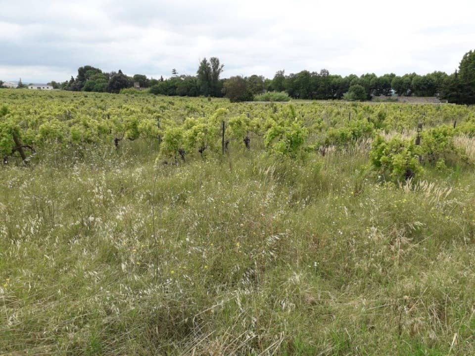 Terrain - Terrain à bâtir Bizanet (11200) à Bizanet (11), prix 95 900 €