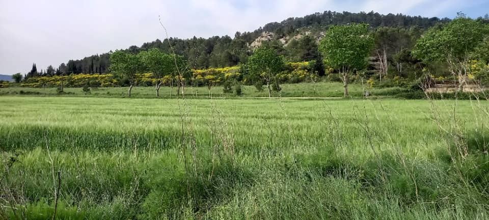 Terrain - Terrain à bâtir Thézan-des-Corbières (11200) à Thézan-des-Corbières, prix 106 500 €