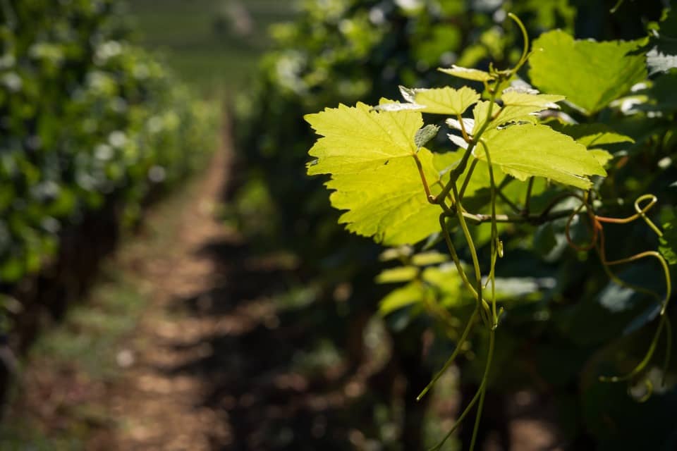 Terrain - Terrain à bâtir Gastes (40160) à Gastes (40), prix 91 000 €