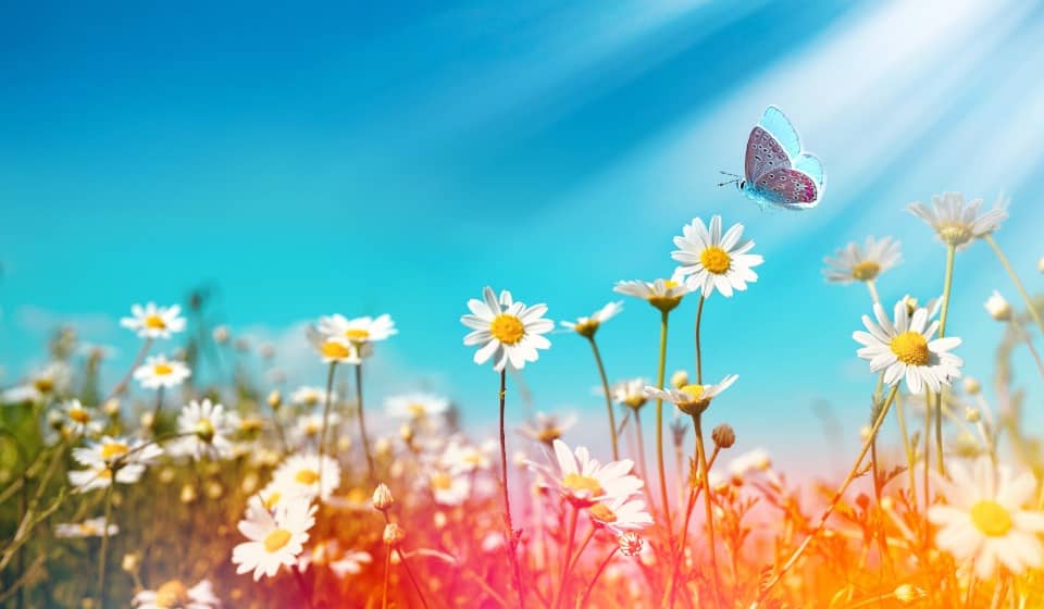 Terrain - Terrain à bâtir Mimizan (40200) à Mimizan (40), prix 85 000 €