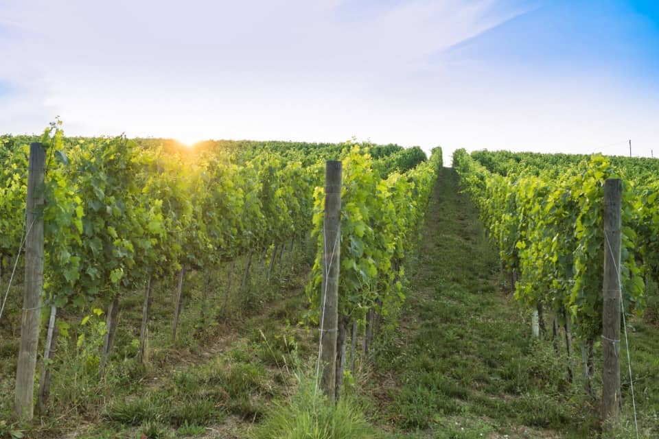 Terrain - Terrain à bâtir Labouheyre (40210) à Labouheyre (40), prix 66 000 €