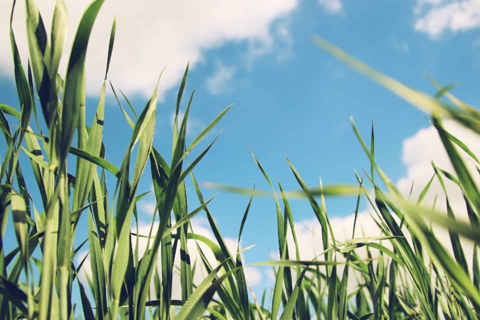 Terrain - Terrain à bâtir Sanguinet (40460) à Sanguinet (40), prix 235 000 €