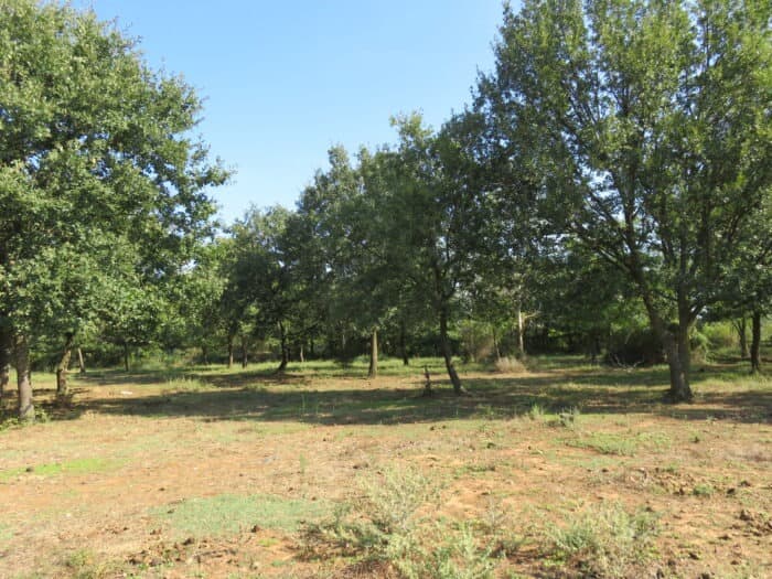 Terrain - Terrain à bâtir () à Montignargues (30), prix 99 900 €