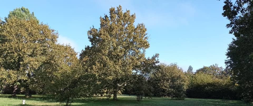 Terrain - Terrain à bâtir Lège-Cap-Ferret (33950) à Lège-Cap-Ferret (33), prix 379 000 €