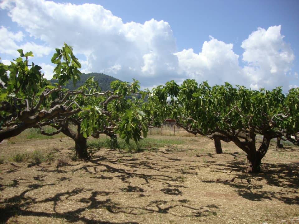 Terrain - Terrain à bâtir  () à La Farlède (83), prix 350 000 €