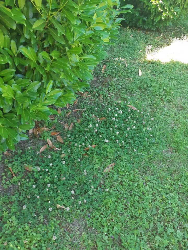 Terrain - Terrain à bâtir Orsay (91400) à Orsay (91), prix 239 000 €