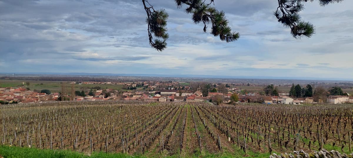 Terrain - Terrain viabilisé à Viré (71260) à Vire (71), prix 48 000 €