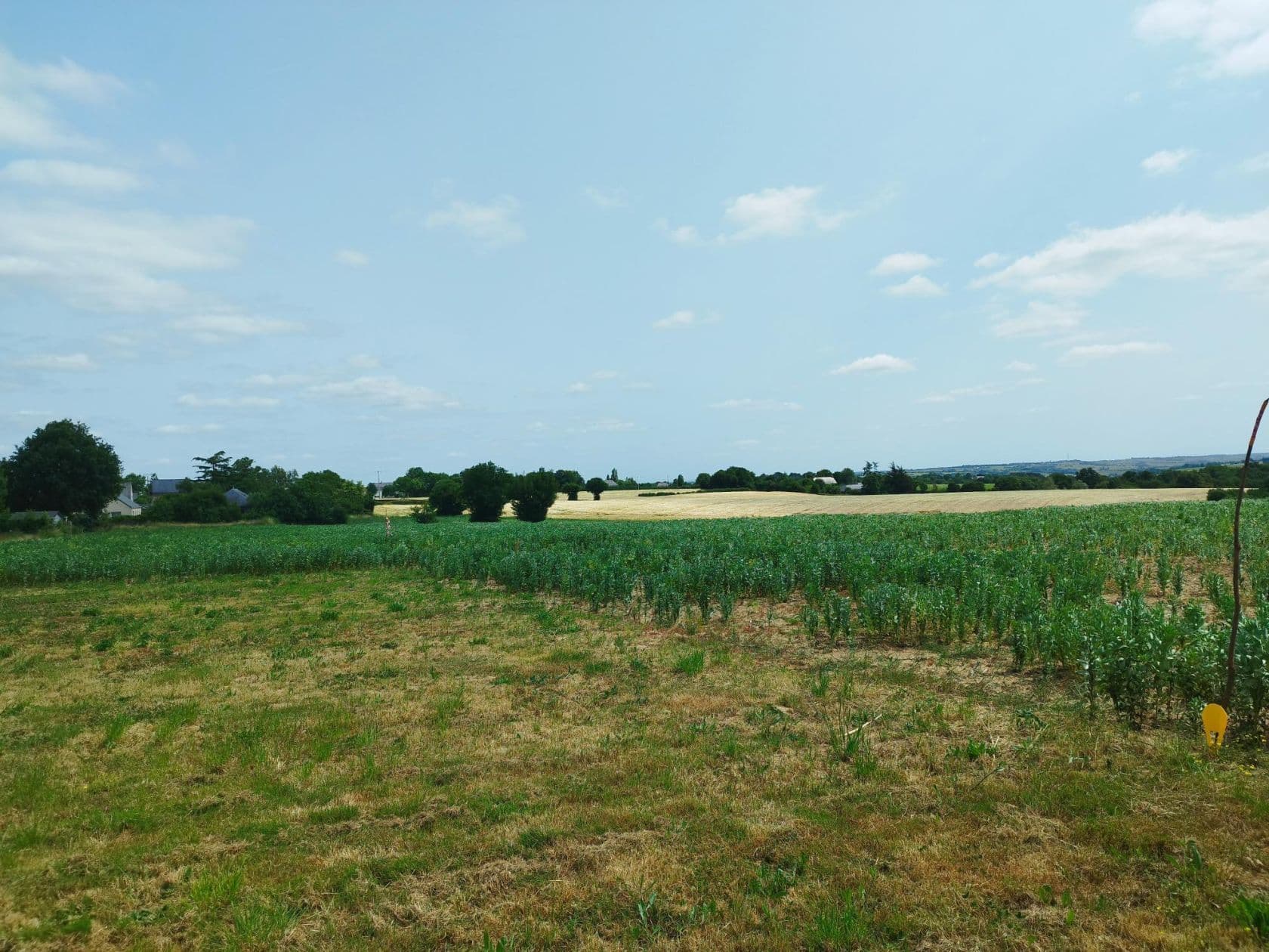 Terrain - Projet de construction d'une maison m² avec terrain à CHALONNES-SUR-LOIRE (49) à Chemin de Barrot (49), prix 118 500 €