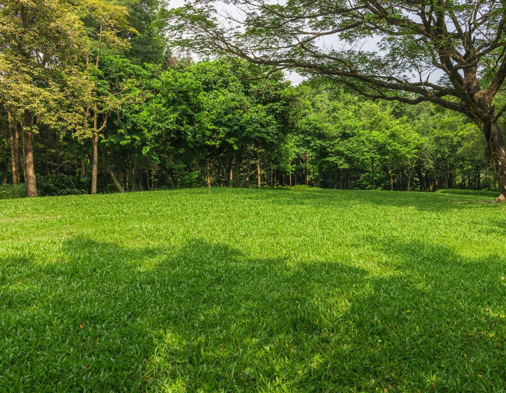 Terrain - Terrain à bâtir de 500 m² à ROISSY-EN-BRIE (77) à ROISSY-EN-BRIE (77), prix 230 000 €